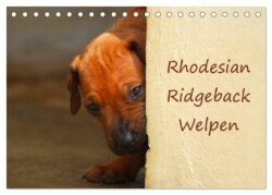 Rhodesian Ridgeback Welpen (Tischkalender 2025 DIN A5 quer), CALVENDO Monatskalender