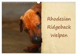 Rhodesian Ridgeback Welpen (Wandkalender 2025 DIN A3 quer), CALVENDO Monatskalender