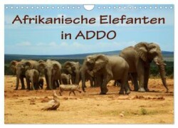 Afrikanische Elefanten in ADDO (Wandkalender 2025 DIN A4 quer), CALVENDO Monatskalender