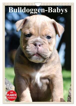 Bulldoggen-Babys (Wandkalender 2025 DIN A4 hoch), CALVENDO Monatskalender