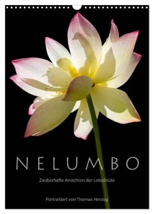 N E L U M B O - Zauberhafte Ansichten der Lotosblüte (Wandkalender 2025 DIN A3 hoch), CALVENDO Monatskalender