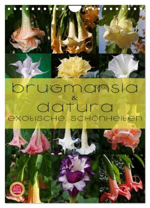 Brugmansia & Datura - Exotische Schönheiten (Wandkalender 2025 DIN A4 hoch), CALVENDO Monatskalender