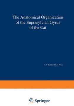 Anatomical Organization of the Suprasylvian Gyrus of the Cat