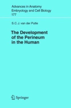 Development of the Perineum in the Human