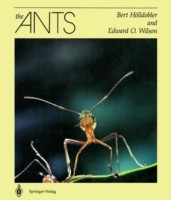 Ants