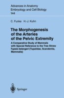 Morphogenesis of the Arteries of the Pelvic Extremity