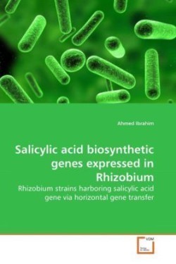 Salicylic acid biosynthetic genes expressed in Rhizobium