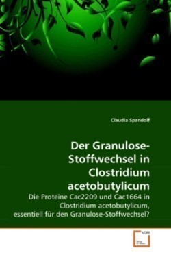 Granulose-Stoffwechsel in Clostridium acetobutylicum