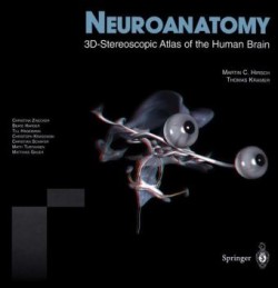 Neuroanatomy