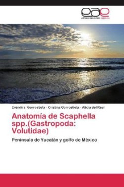 Anatomía de Scaphella spp.(Gastropoda
