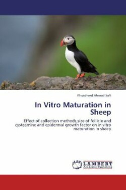 In Vitro Maturation in Sheep