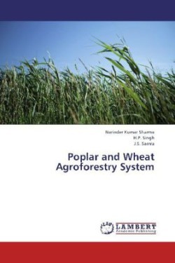 Poplar and Wheat Agroforestry System