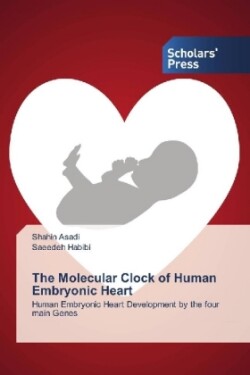 The Molecular Clock of Human Embryonic Heart