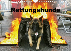 Rettungshunde (Wandkalender 2023 DIN A4 quer)