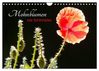 Mohnblumen - rote Schönheiten (Wandkalender 2024 DIN A4 quer), CALVENDO Monatskalender