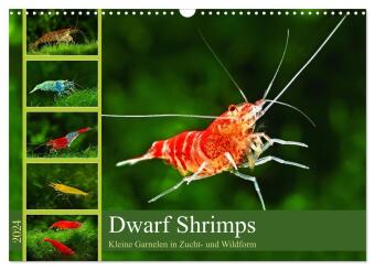 Dwarf Shrimps (Wandkalender 2024 DIN A3 quer), CALVENDO Monatskalender