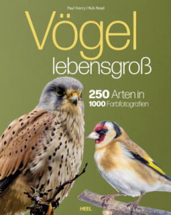 Vögel lebensgroß