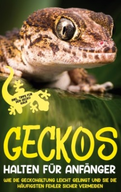 Geckos halten für Anfänger