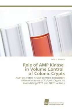 Role of AMP Kinase in Volume Control of Colonic Crypts