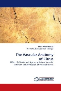 Vascular Anatomy of Citrus