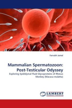 Mammalian Spermatozoon