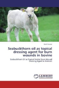 Seabuckthorn oil as topical dressing agent for burn wounds in bovine