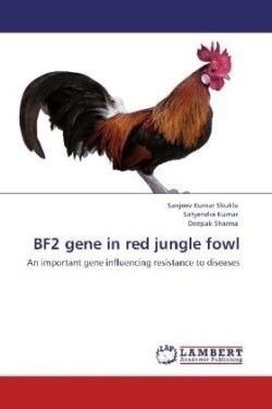 Bf2 Gene in Red Jungle Fowl