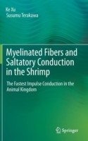 Myelinated Fibers and Saltatory Conduction in the Shrimp