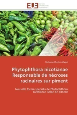 Phytophthora nicotianae responsable de necroses racinaires sur piment
