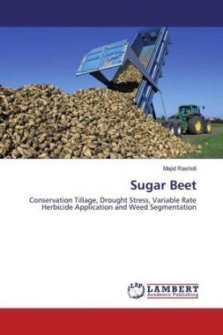 Sugar Beet