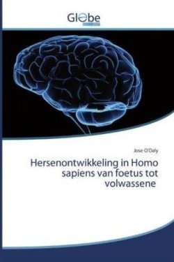 Hersenontwikkeling in Homo sapiens van foetus tot volwassene