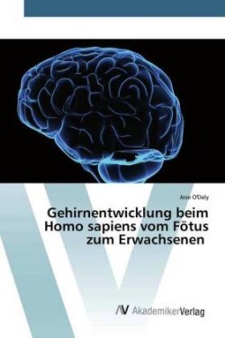 Gehirnentwicklung beim Homo sapiens vom Fötus zum Erwachsenen