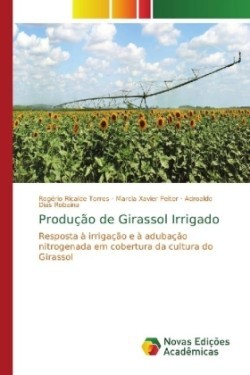 Produção de Girassol Irrigado