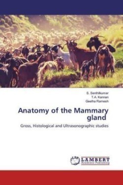 Anatomy of the Mammary gland