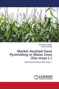 Marker Assisted Gene Pyramiding in Maize Lines (Zea mays L.)