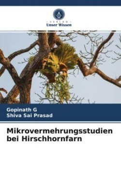 Mikrovermehrungsstudien bei Hirschhornfarn
