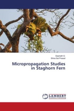 Micropropagation Studies in Staghorn Fern