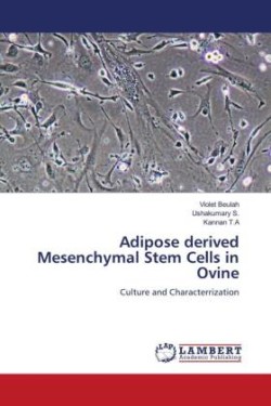Adipose derived Mesenchymal Stem Cells in Ovine