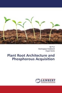 Plant Root Architecture and Phosphorous Acquisition