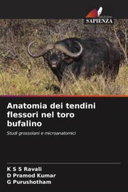 Anatomia dei tendini flessori nel toro bufalino