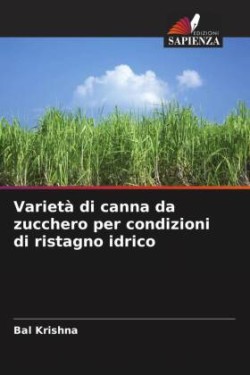 Varietà di canna da zucchero per condizioni di ristagno idrico