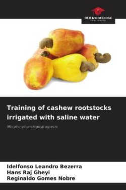 Training of cashew rootstocks irrigated with saline water