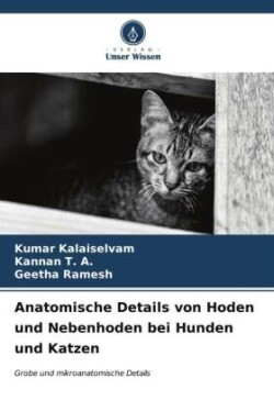 Anatomische Details von Hoden und Nebenhoden bei Hunden und Katzen