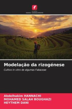 Modela��o da rizog�nese