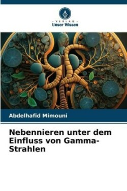 Nebennieren unter dem Einfluss von Gamma-Strahlen