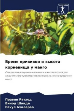 Время прививки и высота корневища у манго