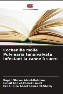 Cochenille molle Pulvinaria tenuivalvata infestant la canne à sucre