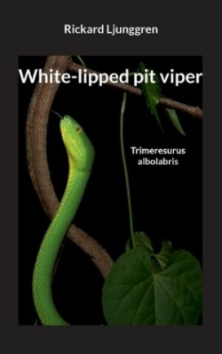 White-lipped pit viper