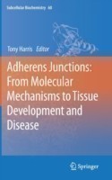 Adherens Junctions: from Molecular Mechanisms to Tissue Development and Disease