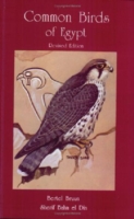 Common Birds of Egypt